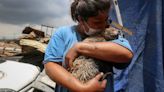 Encuentra a su gato "Mazapán" tras incendio en Nezahualcóyotl, Luz María pide ayuda veterinaria