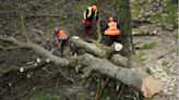 Two men charged over felling of Sycamore gap tree