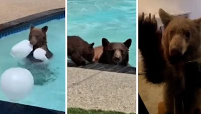 Family of bears goes viral for frequent takeovers of backyard pool | CNN