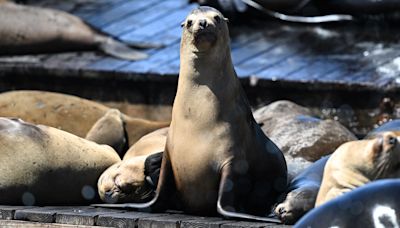 Gaze at the gregarious sea lions setting records in San Francisco