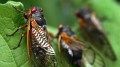 911 call frenzy as cicadas invade towns in multiple states