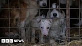 Devon woman jailed over neglect of 191 dogs