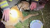 Puppy rescued from burning home in Mass. Tuesday morning