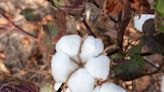 Aid by Trade rolls out traceable eco-cotton initiative in India