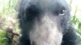 Un oso de anteojos se tomó un selfi con cámara trampa y se hace viral