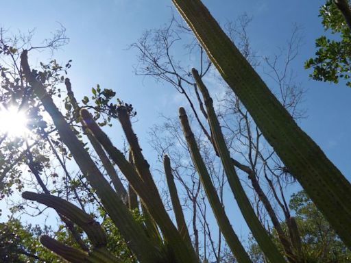 Rising seas wiped out an entire US species for the first time. Scientists say it’s a sign of things to come