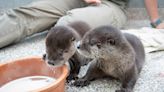 ‘Happy Otterversary’: Oregon Zoo celebrates 2019 rescue of two orphaned otters