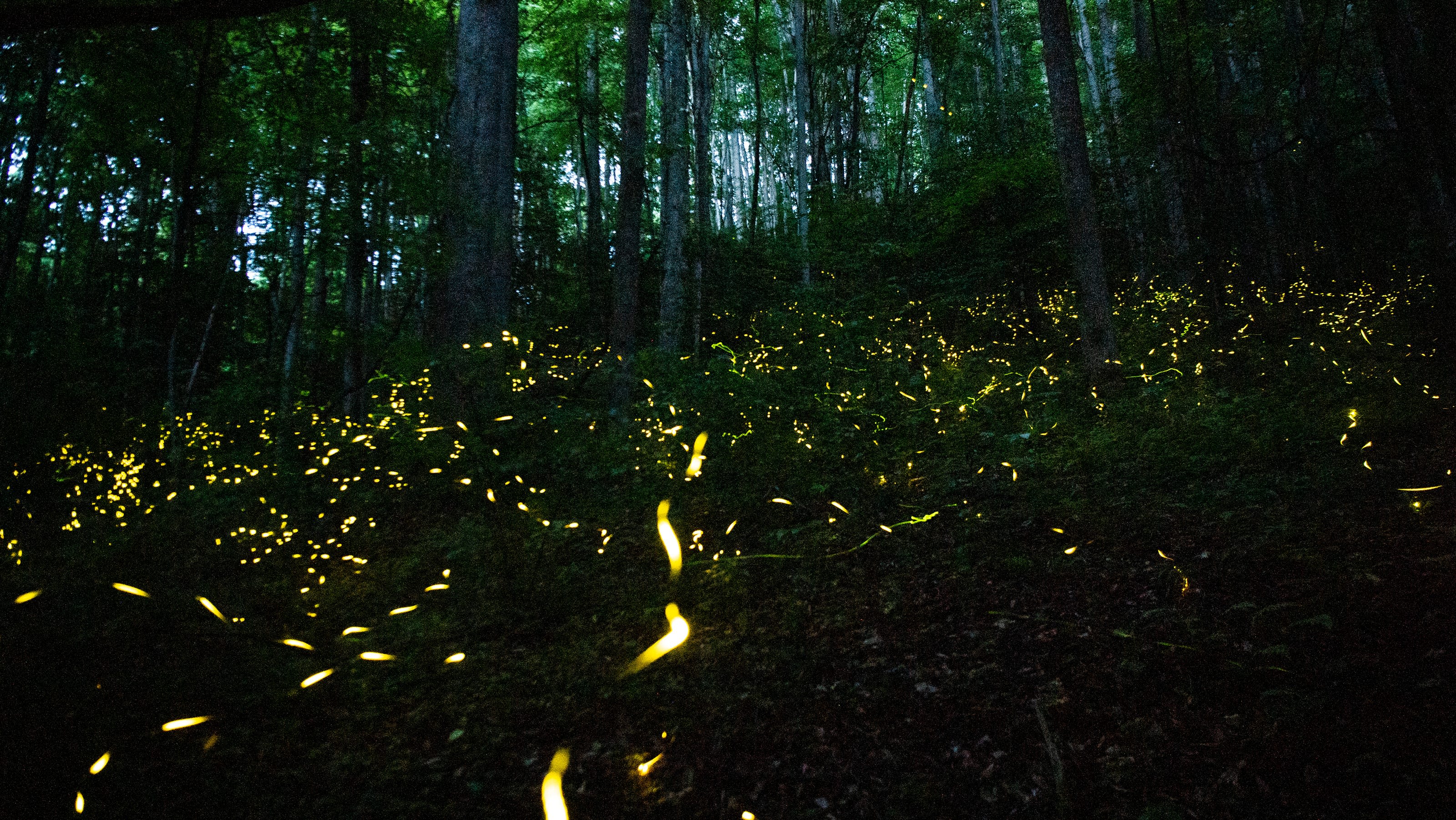 Didn't win the synchronous fireflies lottery for 2024? How to see them without a pass