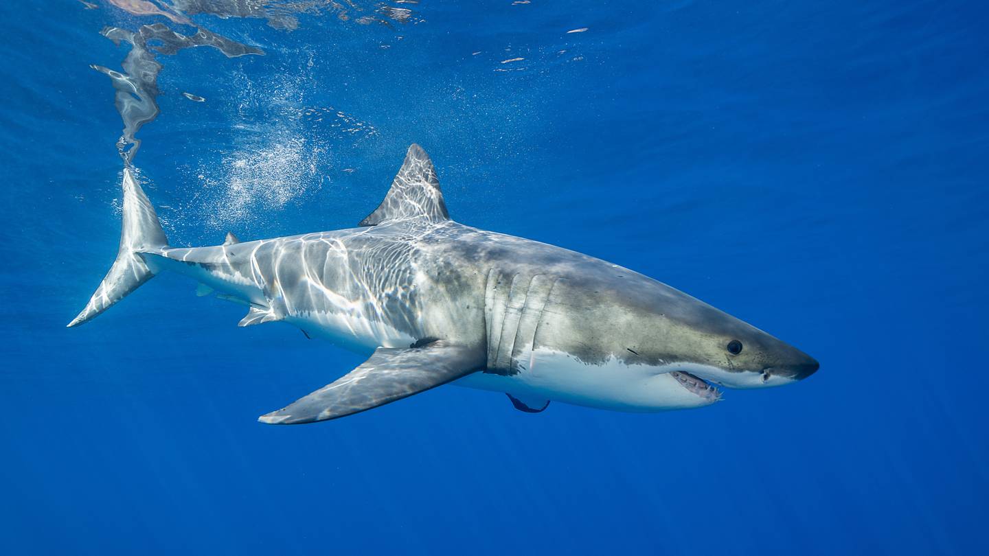 Woman injured in "shark incident" at popular Florida panhandle beach