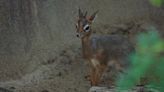 Look: San Diego Zoo welcomes birth of dik-dik calf