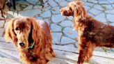 Irish setters rescued from New Sharon home now ready for adoption