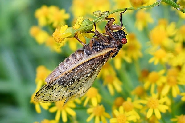 Cicadas are here: Coming out party underway as 2 broods of noisy insects make appearance | Chattanooga Times Free Press