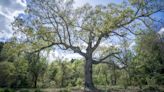 Why One Man Runs a Tree Service That Won’t Cut Down Dead Trees