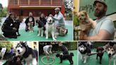 Los perros también van a la escuela: en La Casona de Almáciga, en La Corredoria, educan a los animales fortaleciendo el vínculo con sus dueños