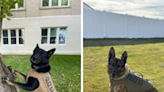 Idaho Police Canine Association invites public to attend skills competition Friday