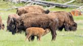 Yellowstone Visitor Whose Actions Caused a Baby Bison to Be Euthanized Pleads Guilty to Disturbing Wildlife