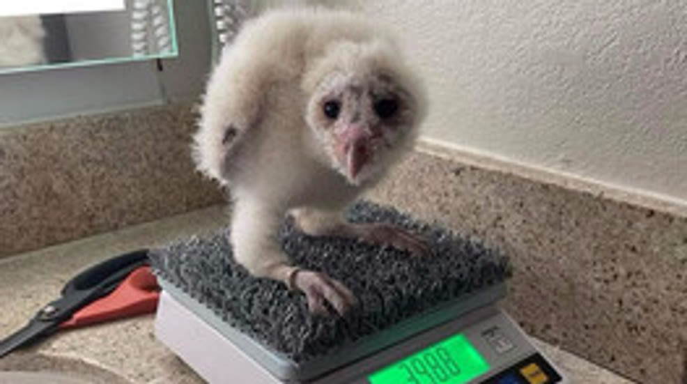 Baby Barn Owl joins Avian Ambassador team at Center for Birds of Prey in Idaho