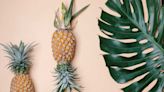 Quel est l'arbre qui produit l'ananas ?