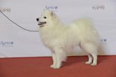 Japanese Spitz