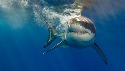 White Shark Behavior Under Cage-Diving Pressure