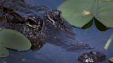 Man seriously injured after being bitten by alligator while swimming in Florida lake