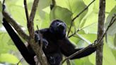 México investiga y analiza la muerte primates ocurrida en los estados de Tabasco y Chiapas