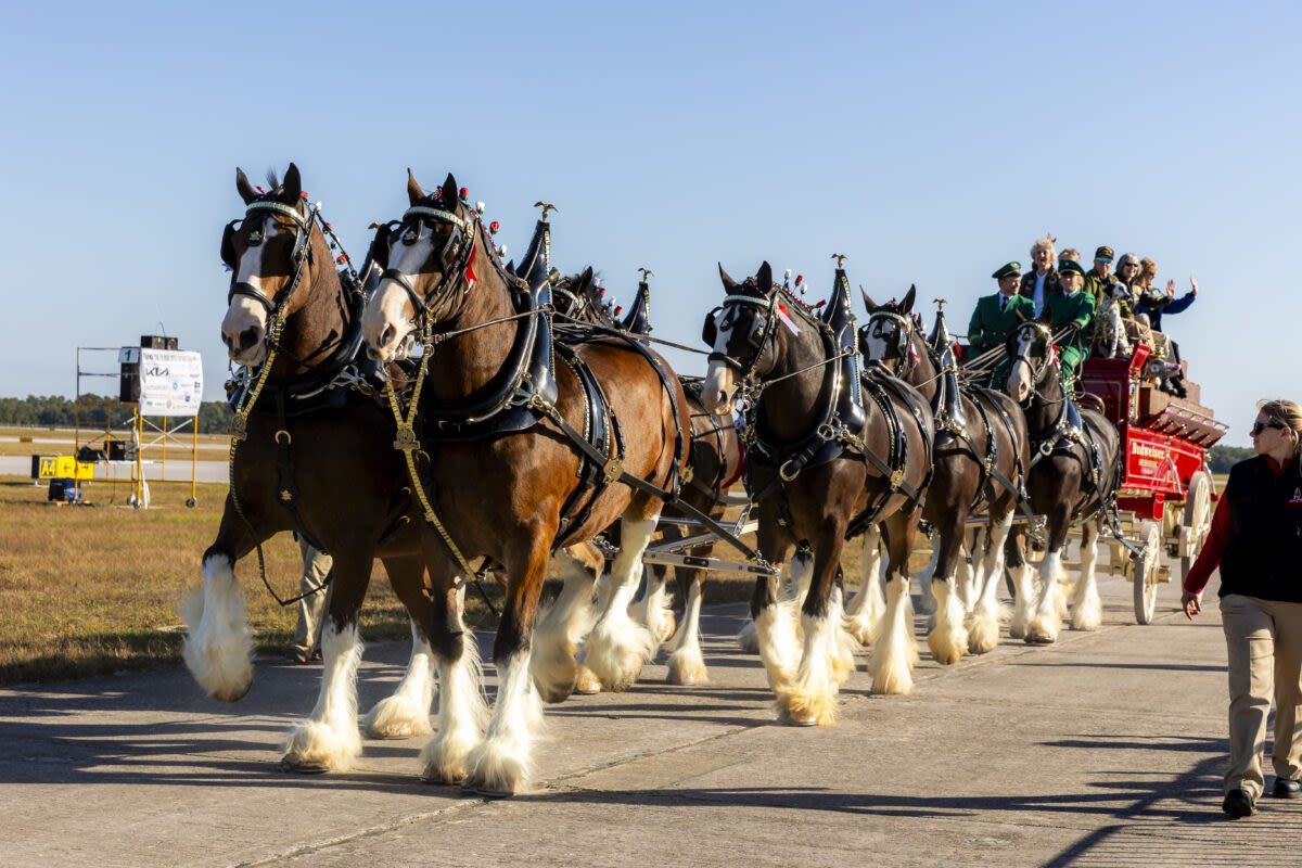 Budweiser Clydesdales coming to Historic 25th Street on Wednesday