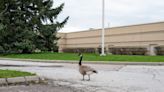 Goose in Target Store Takes Frazzled Employee on a Wild Goose Chase