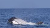 Watch: Rare white killer whale named Frosty sighted off California coast