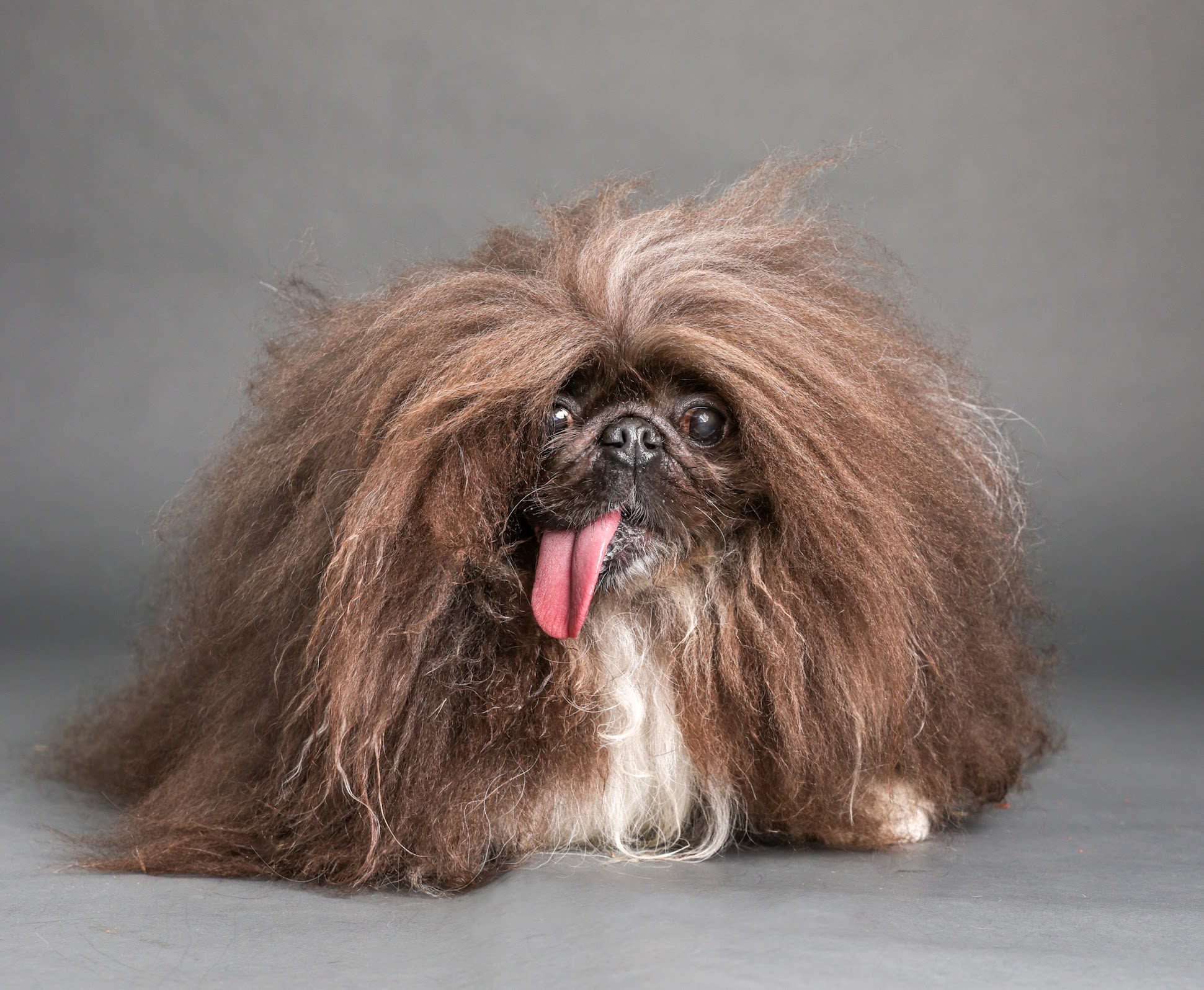 Toothless dog named Wild Thang just won World’s Ugliest Dog contest