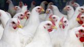 WHO confirms first death in Mexico from bird flu never seen in humans