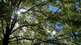 Plant protection group to preserve historic ash tree at Indiana State Capitol