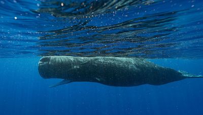 Basic building blocks of sperm whale language have been uncovered, scientists say