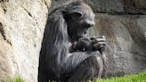 Doloroso duelo en el Bioparc de Valencia: una chimpancé lleva desde febrero con el cadáver de su cría en brazos