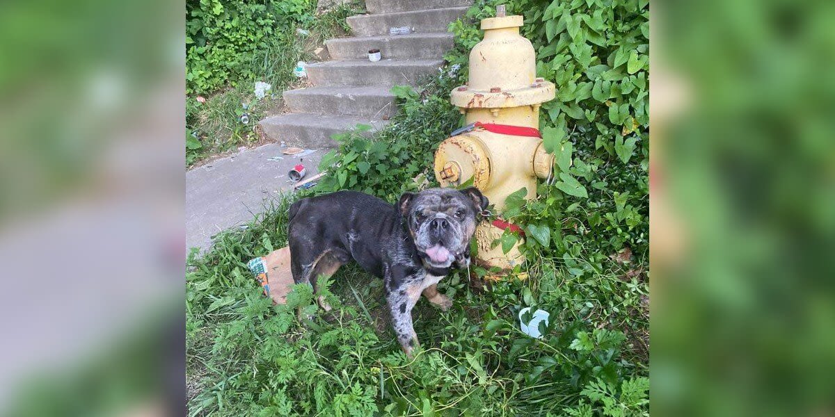 Bulldog Tied To Fire Hydrant On Dead-End Street Hopes Someone Will Notice Him