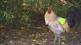 Pet rooster becomes honorary instructor at Yuma Truck Driving School