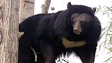 A bear whose habitat at a Ukraine zoo was struck by Russian shelling miraculously survived and will soon be rehomed to the UK