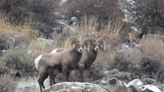 Wild bighorns in peril in Colorado and throughout the Rocky Mountain West