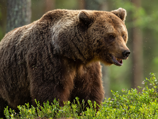 Hiker's Calm Demeanor During Encounter with Grizzly Bear on Montana Trail Has People Shook
