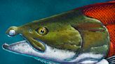 These Massive, Extinct Salmon Had Spiky Teeth Like a Warthog's Tusks