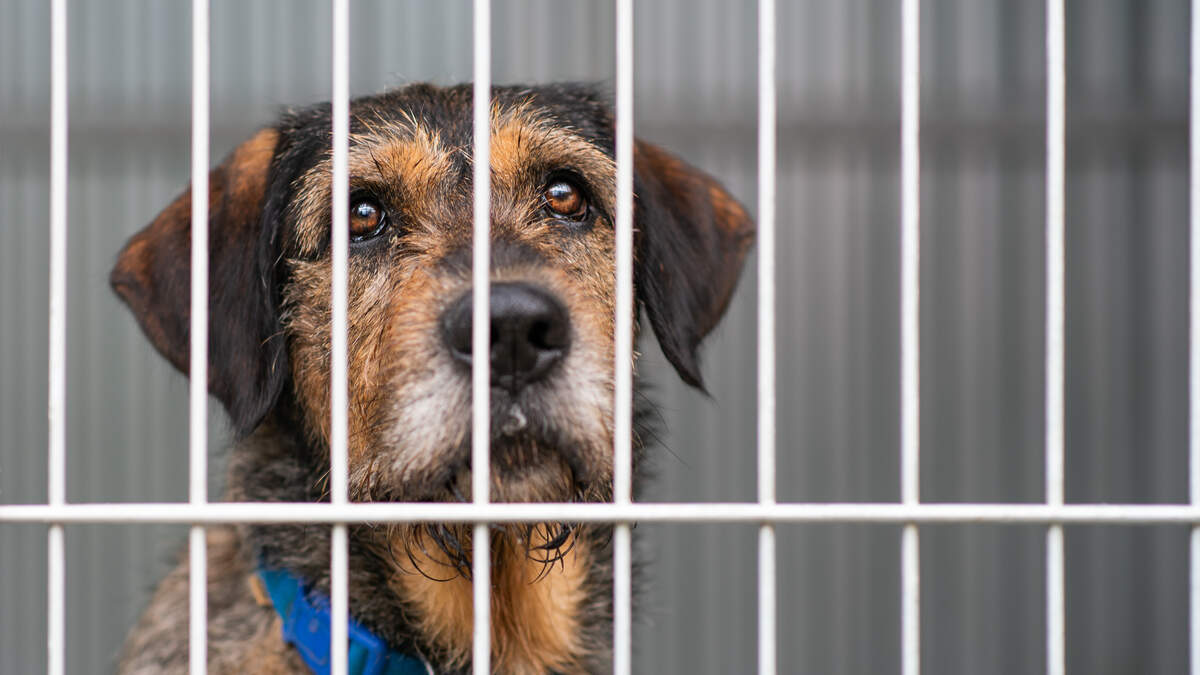 Local Animal Shelters Offer Discounted Adoptions | News Radio 1200 WOAI | San Antonio's First News