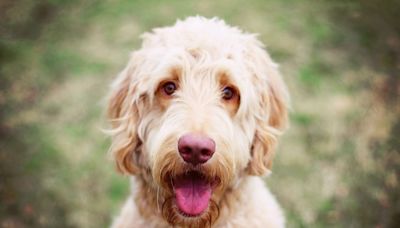 Adorable Goldendoodle Haircuts to Try on Your Stylish Pup