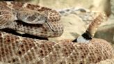 What to do if a rattlesnake bites you and you don’t have cell service on a California hike