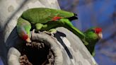 San Diego’s parrots have returned. How did they get here in the first place?