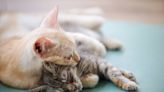 Disabled Foster Cats Form 'Blind and Wobbly Alliance' Before Finding the Perfect Forever Home