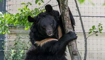 Donetsk bear adopted by Scottish zoo dies after medical procedure