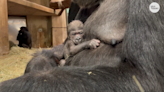 Critically endangered gorilla born at National Zoo: Video shows zoo's first newborn in 5 years