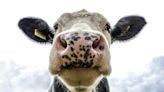 美乳牛染禽流感第3起牛傳人了 專家看「一症狀」不妙：病毒演化了！ | 蕃新聞