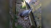 Three falcon chicks hatch in cathedral nest