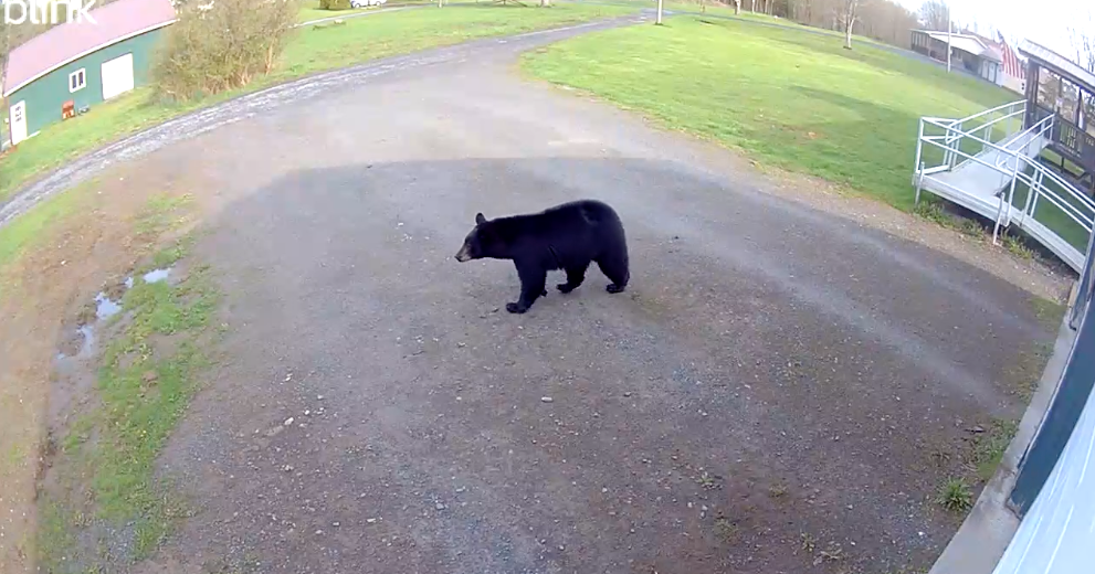 Neighbors in Lee spot black bear strolling in neighborhood